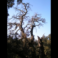 Arbre mort - Silhouette (0)